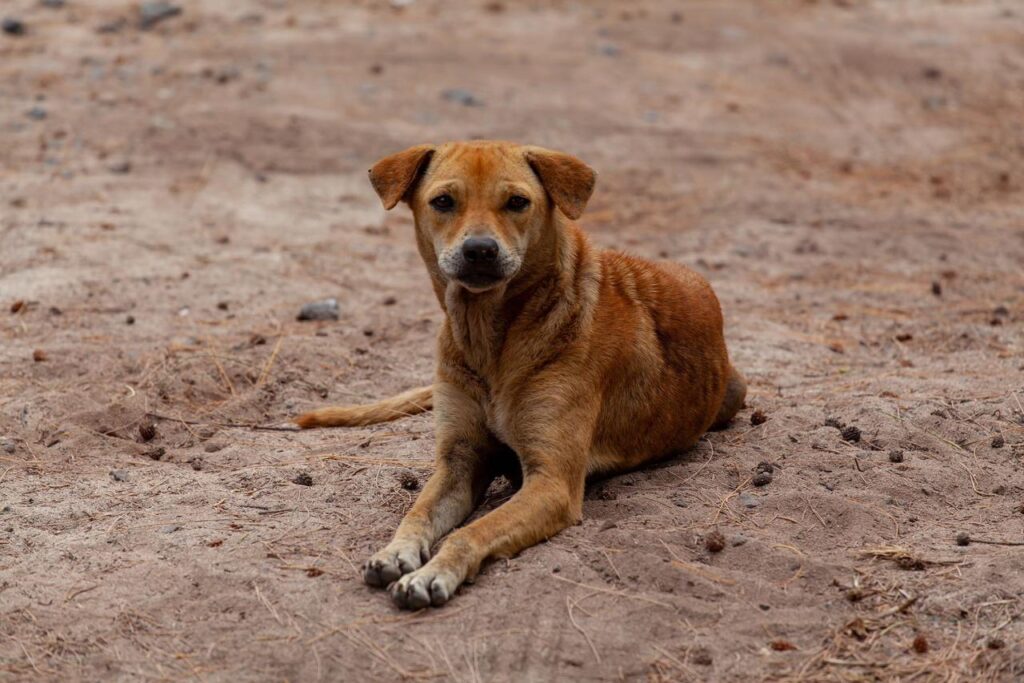 perros asilvestrados