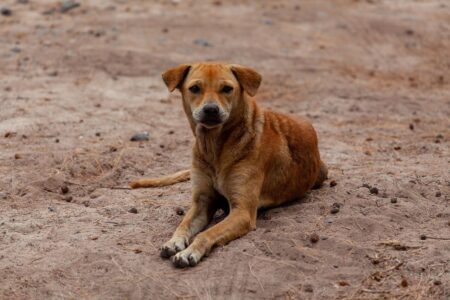 Comisión de Agricultura aprobó proyecto de ley que permite caza de perros asilvestrados perros asilvestrados